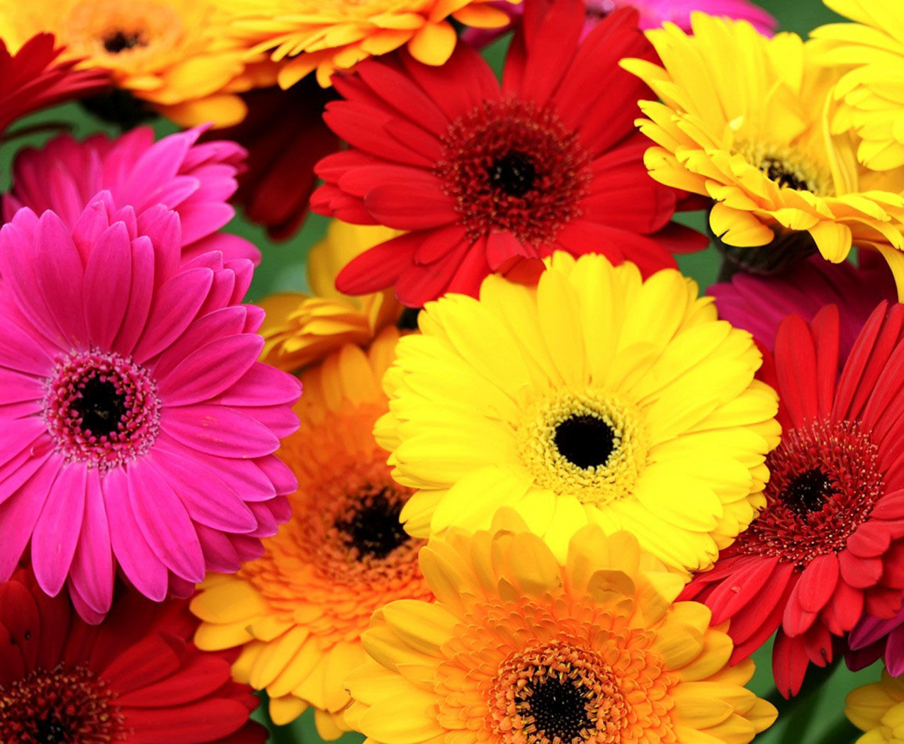 Сорта Роз, ассортимент цветов